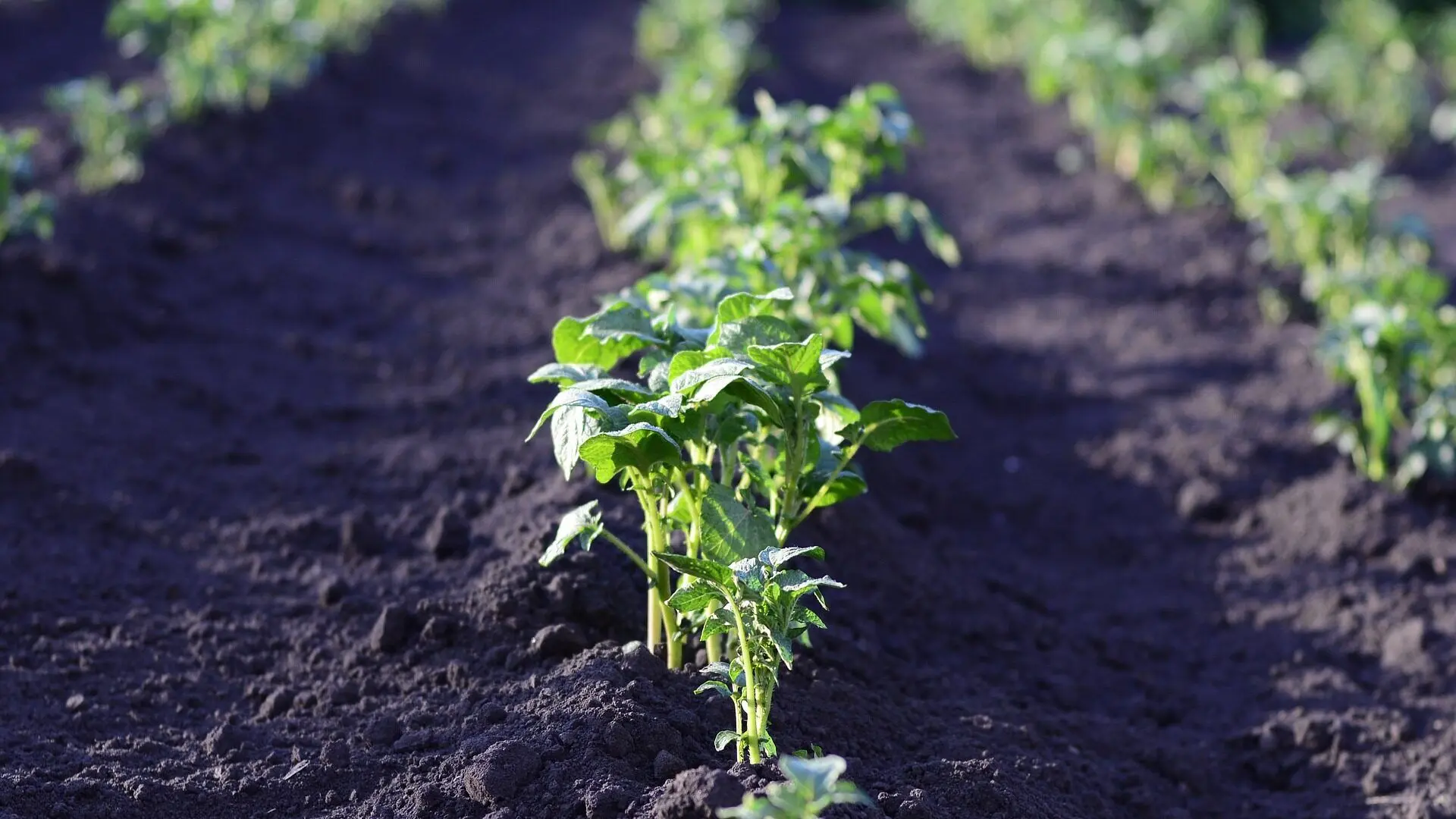 Cultivating Green Bliss: A Guide to Properly Planting and Caring for Plants