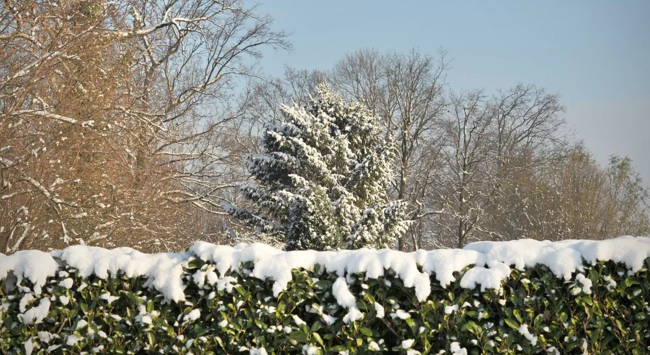 Winter’s Guardian: A Comprehensive Guide to Protecting Trees from the Cold Embrace