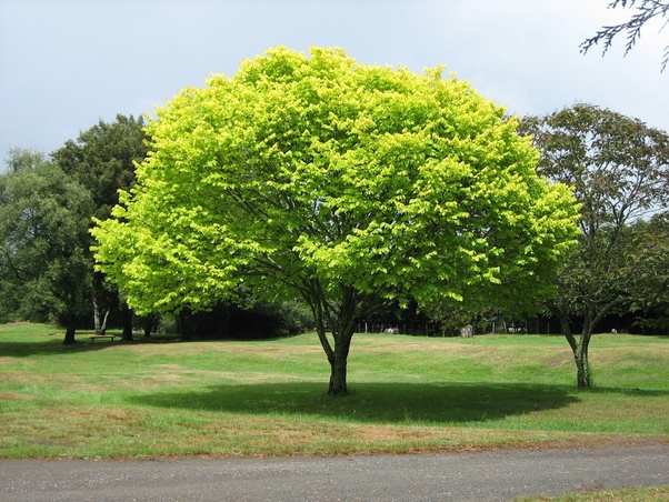 The Green Alchemy: Unraveling the Intricate Process of Oxygen Production by Trees